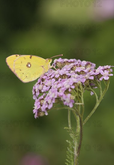 Clouded dark clouded yellow