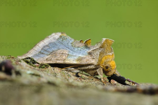 Burnished Brass