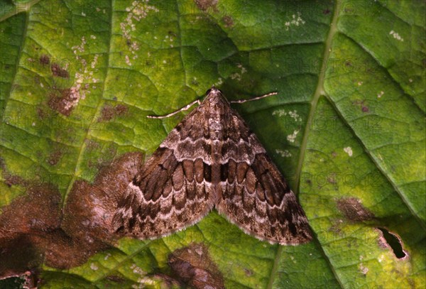 Spruce Carpet