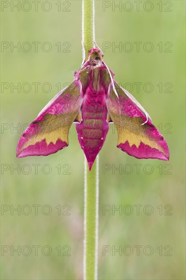 Small Elephant Hawkmoth