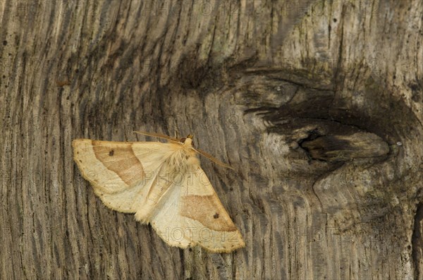 Scalloped Oak