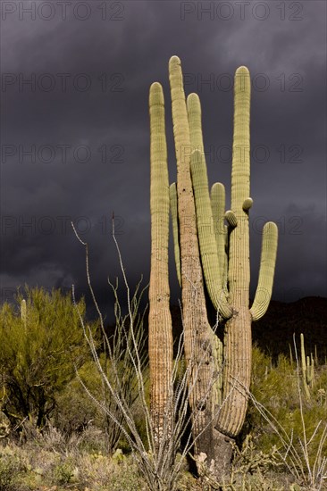 Saguaro