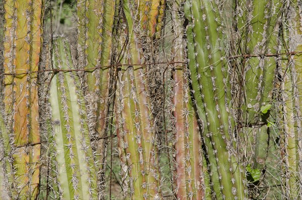 Candle cactus