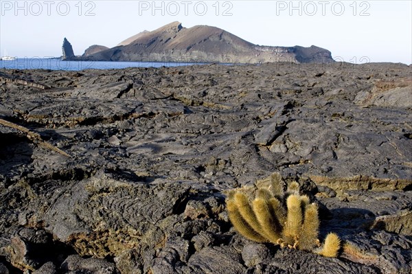 Lava cactus