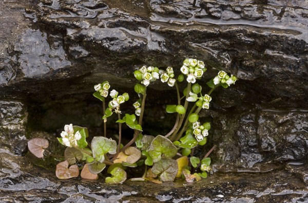 Danish Scurvy-grass