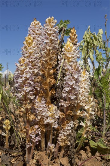 Bean Broomrape