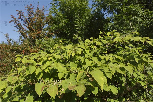 Japanese Knotweed