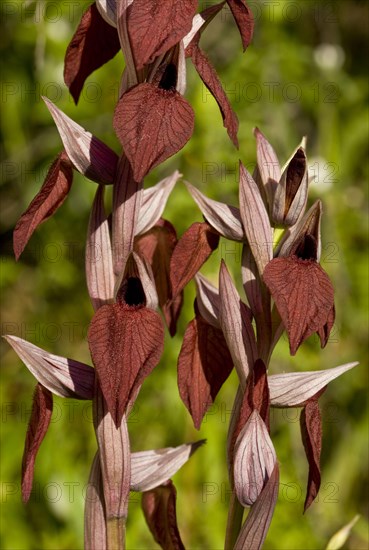 Heart-shaped Tongue Orchid