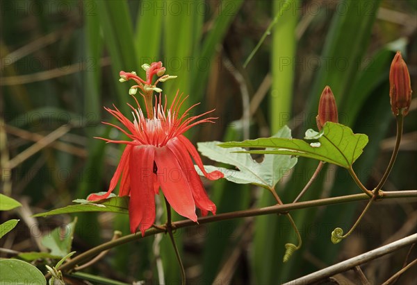 Perfumed perfumed passionflower