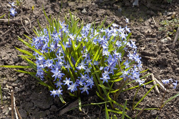 Scilla sibirica