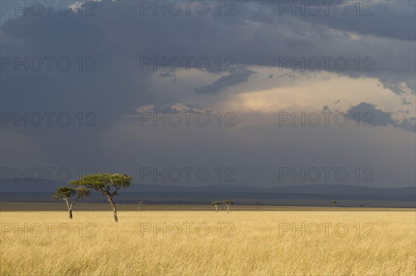 View of savannah habitat with acacia trees and approaching thunderstorm