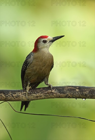 Jamaican woodpecker