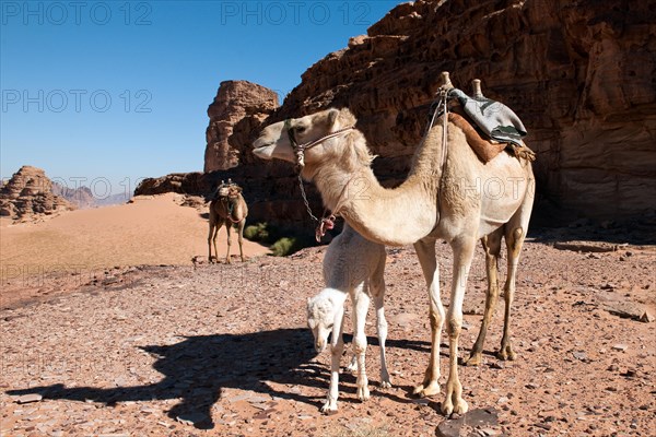 Dromedary