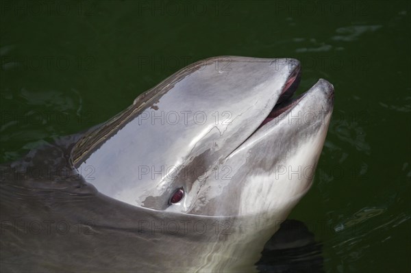 Harbour porpoise