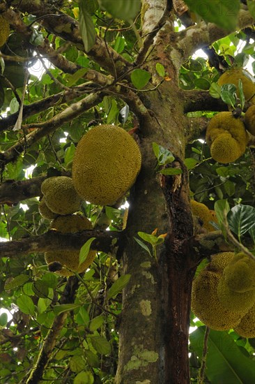 Jackfruit tree