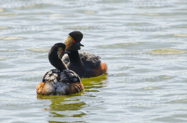 Black-necked grebe