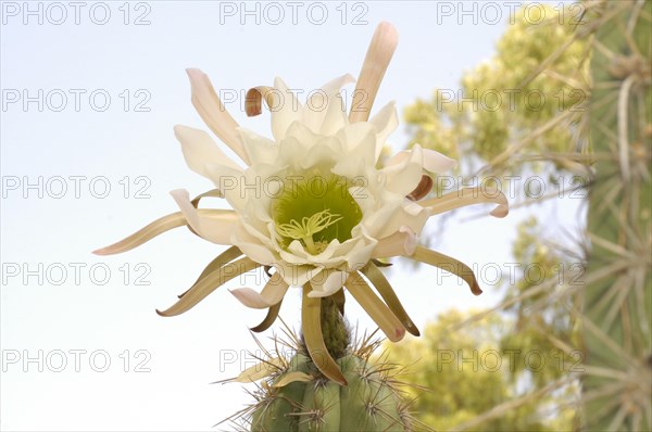 Echinopsis chiloensis