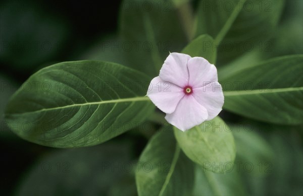 Madagascar Periwinkle