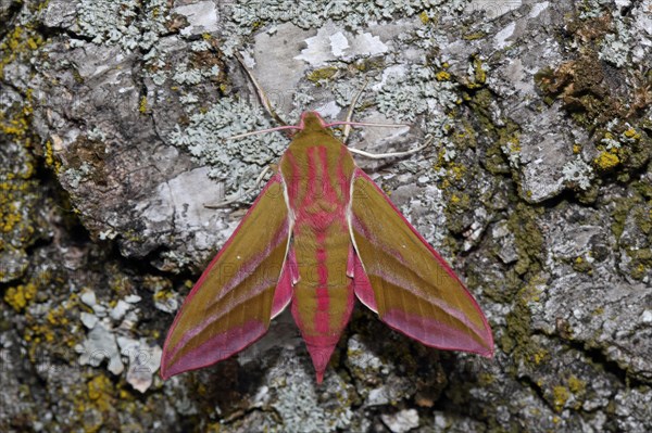 Elephant hawk-moth