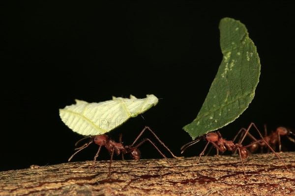 Leafcutter ant