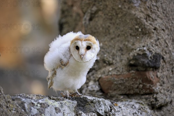 Barn Owl