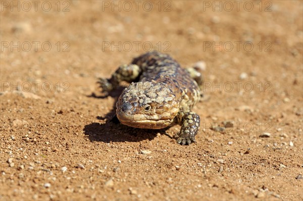 Tiliqua rugosa