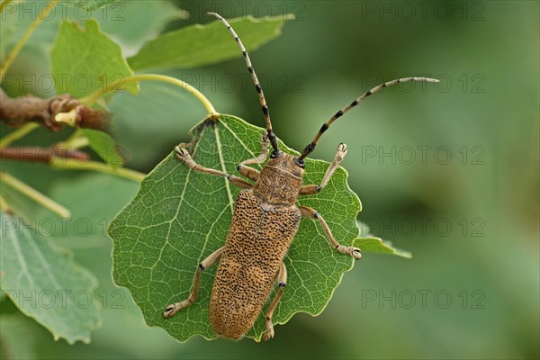 Large poplar buck