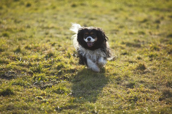 Cavalier King Charles Spaniel