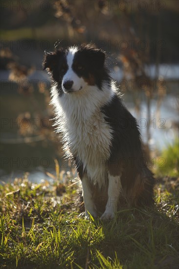 Australian Shepherd