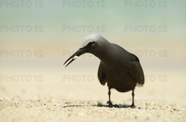 Black Noddy