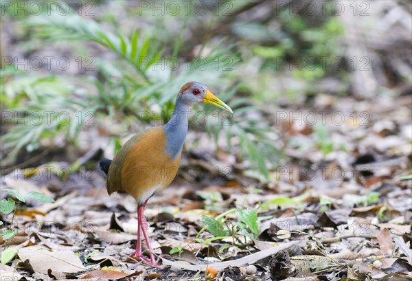 Grey-necked Wood-rail