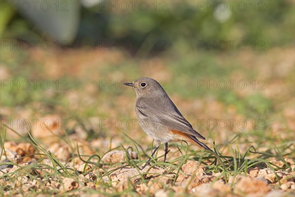 Black Redstart