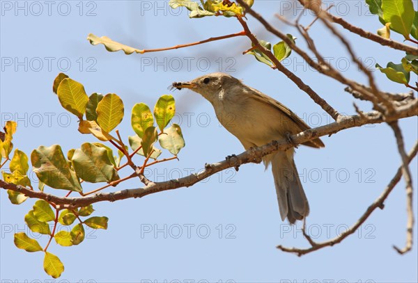 Western Olivaceous Warbler