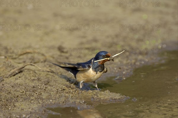 Barn Swallow