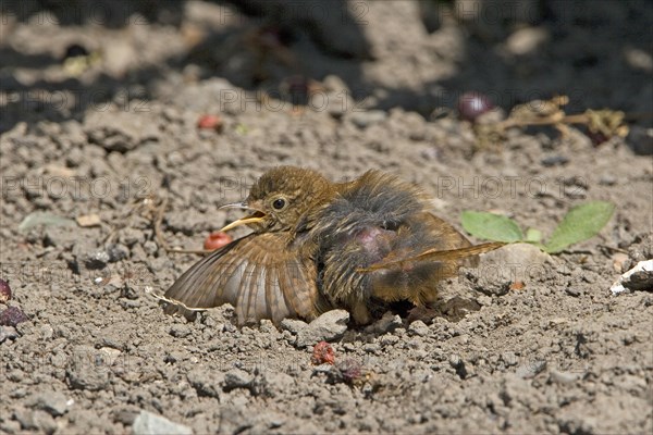 Winter Wren