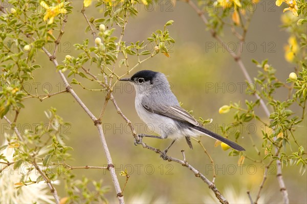 Black-tailed Gnatcatcher