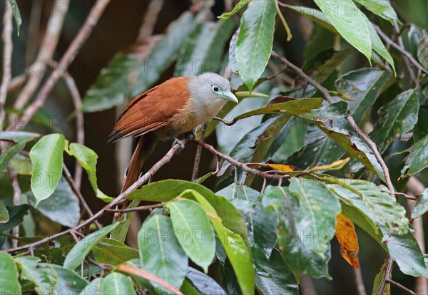 Raffles's Malkoha