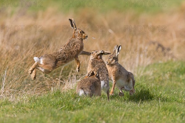 European Hare