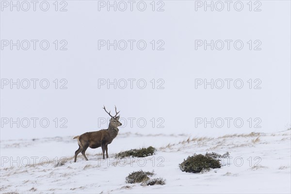 Red Deer