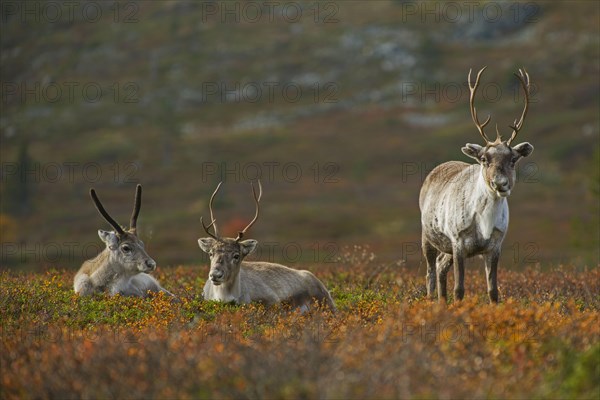 Reindeer