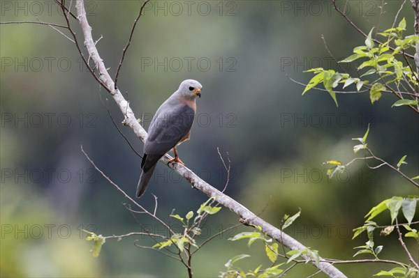 Variable Goshawk