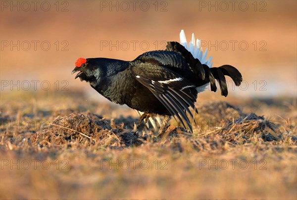 Black Grouse