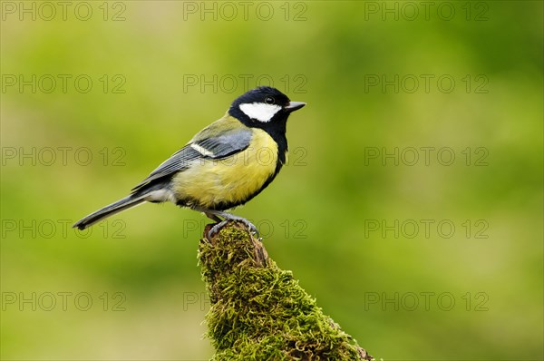 Great tit