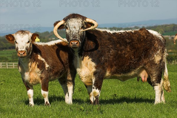 Domestic cattle