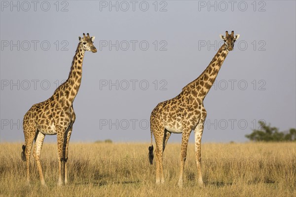 Masai giraffe