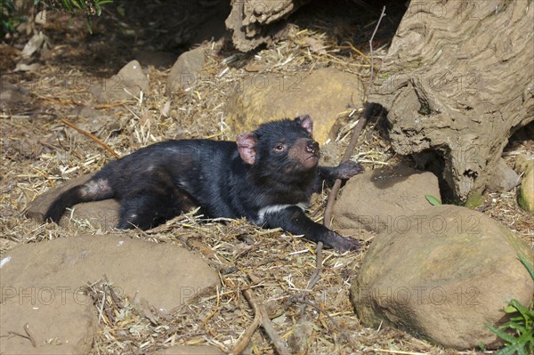 Tasmanian devil