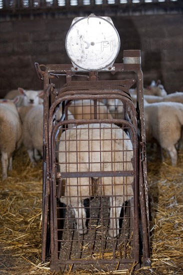 Sheep farming