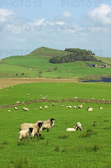 Domestic Sheep