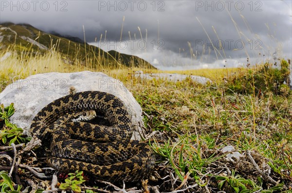 Orsini's Viper