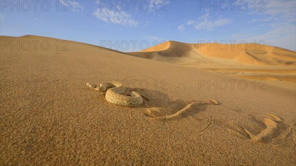 Peringuey's Adder adult